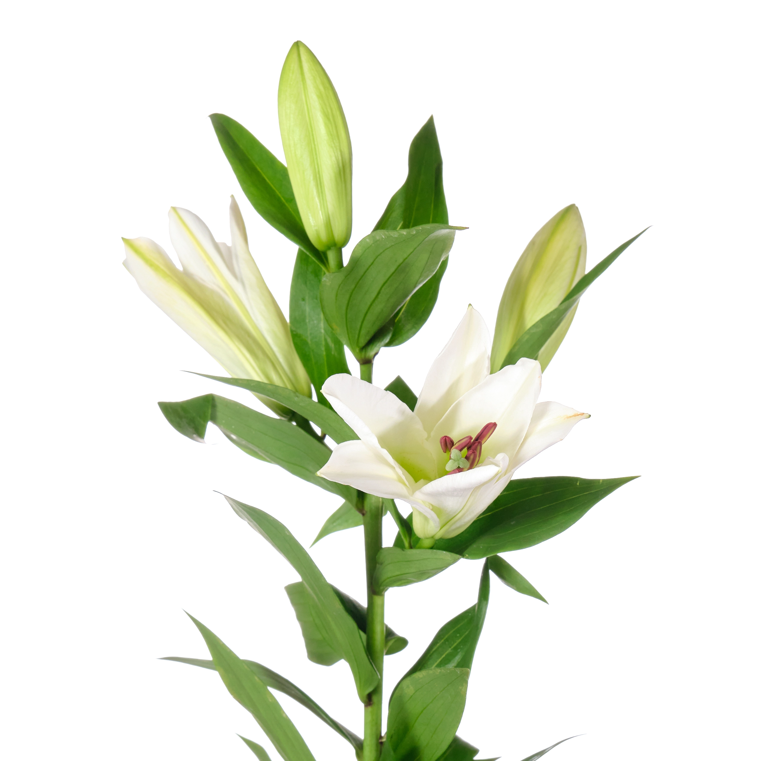Lilium oriental tisento