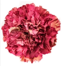 Carnation viper wine | Wholesale flowers, plants and supplies Carnation viper wine