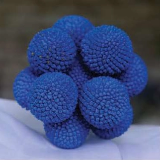 Craspedia tinted blue | Wholesale flowers, plants and supplies Craspedia tinted blue