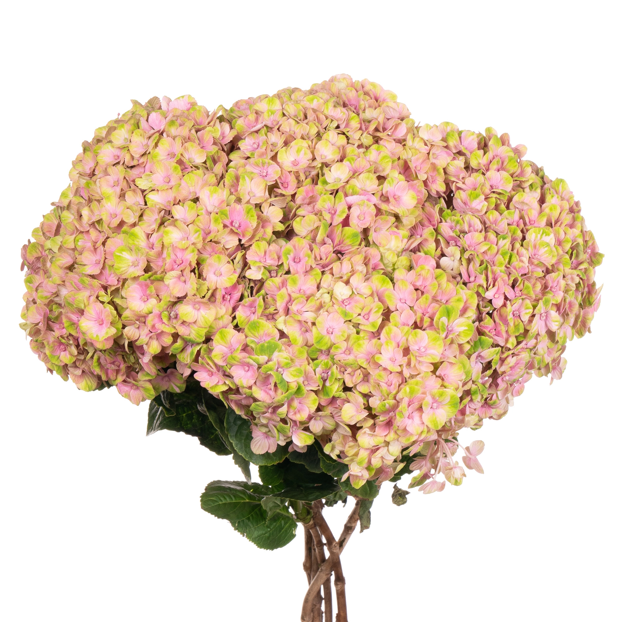 Hydrangea magical coral pink