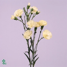 Carnation spray imagine