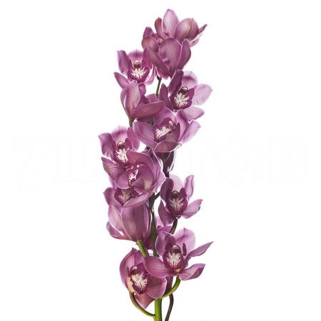 Cymbidium red dream | Wholesale flowers, plants and supplies Cymbidium red dream