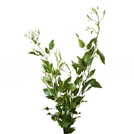 Jasminum