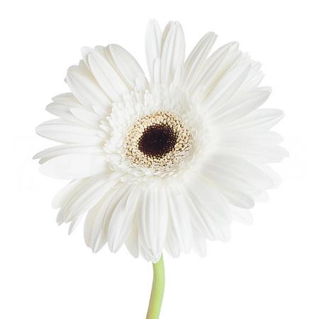 Gerbera white house