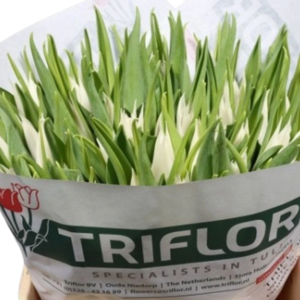 Tulip lilyflowering white satin