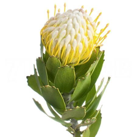 Leucospermum super gold | Wholesale flowers, plants and supplies Leucospermum super gold