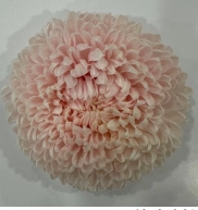 Chrysanthemum single tinted special pale pink