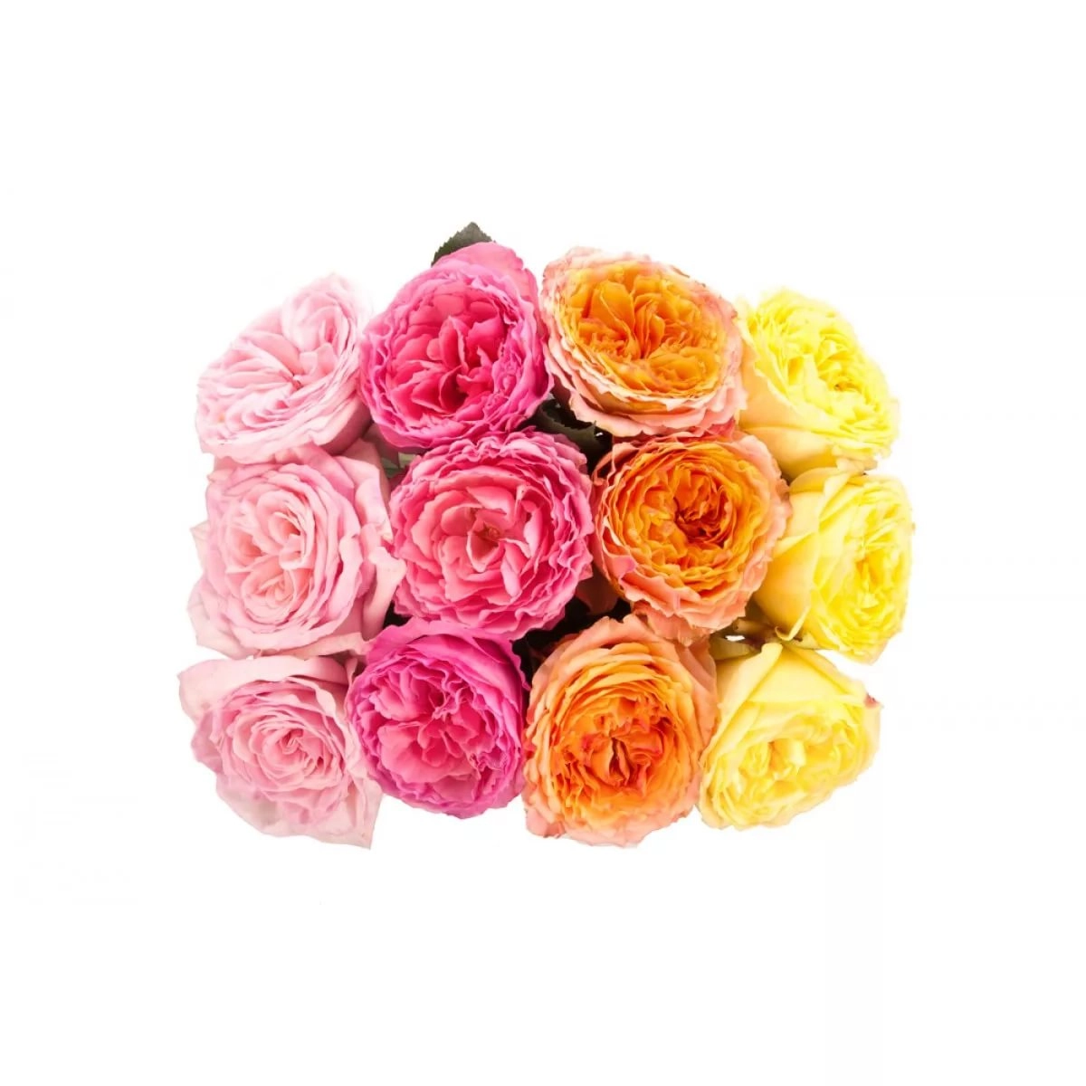 Rose garden mix