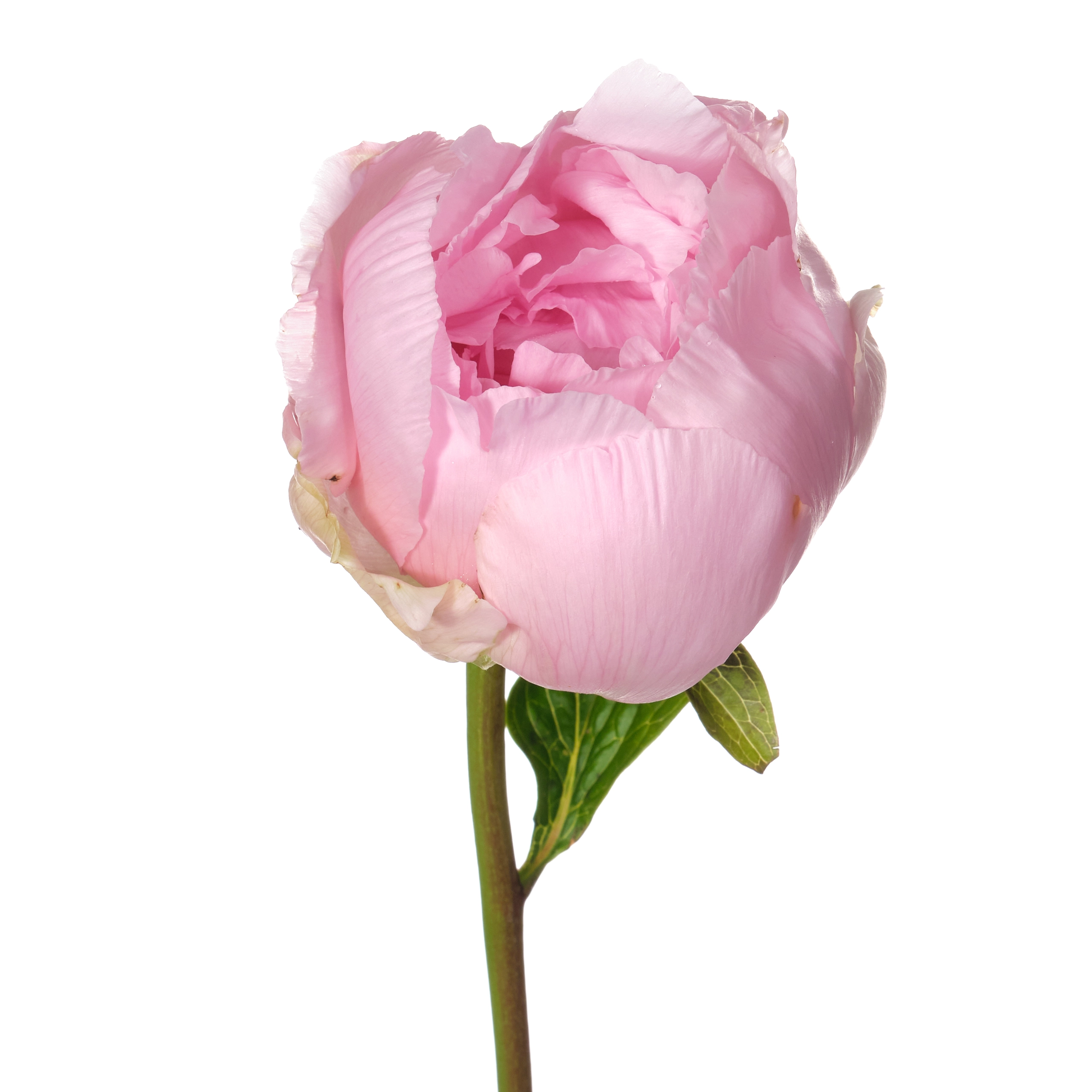 Paeonia nick shaylor