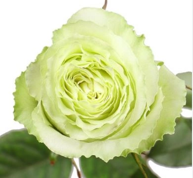 Rose lemonade