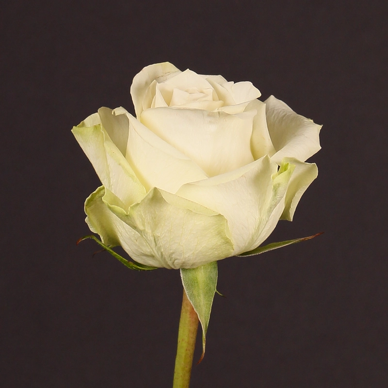 Rose adalonia | Wholesale flowers, plants and supplies Rose adalonia