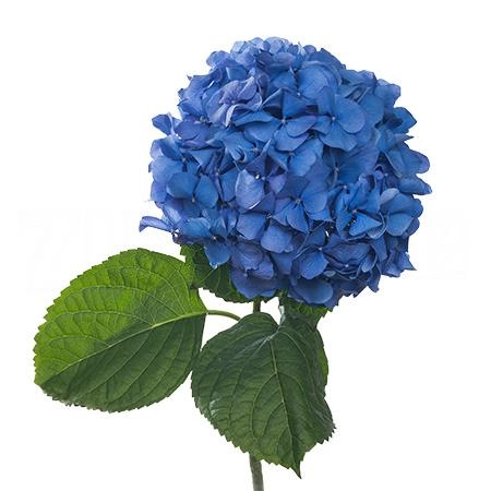 Hydrangea pimpernel