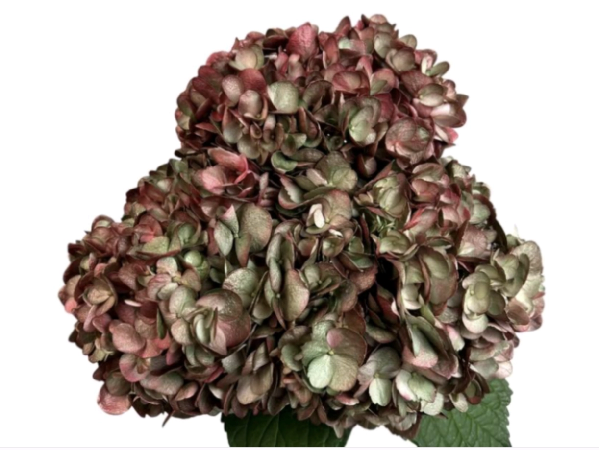 Hydrangea premium holiday charm
