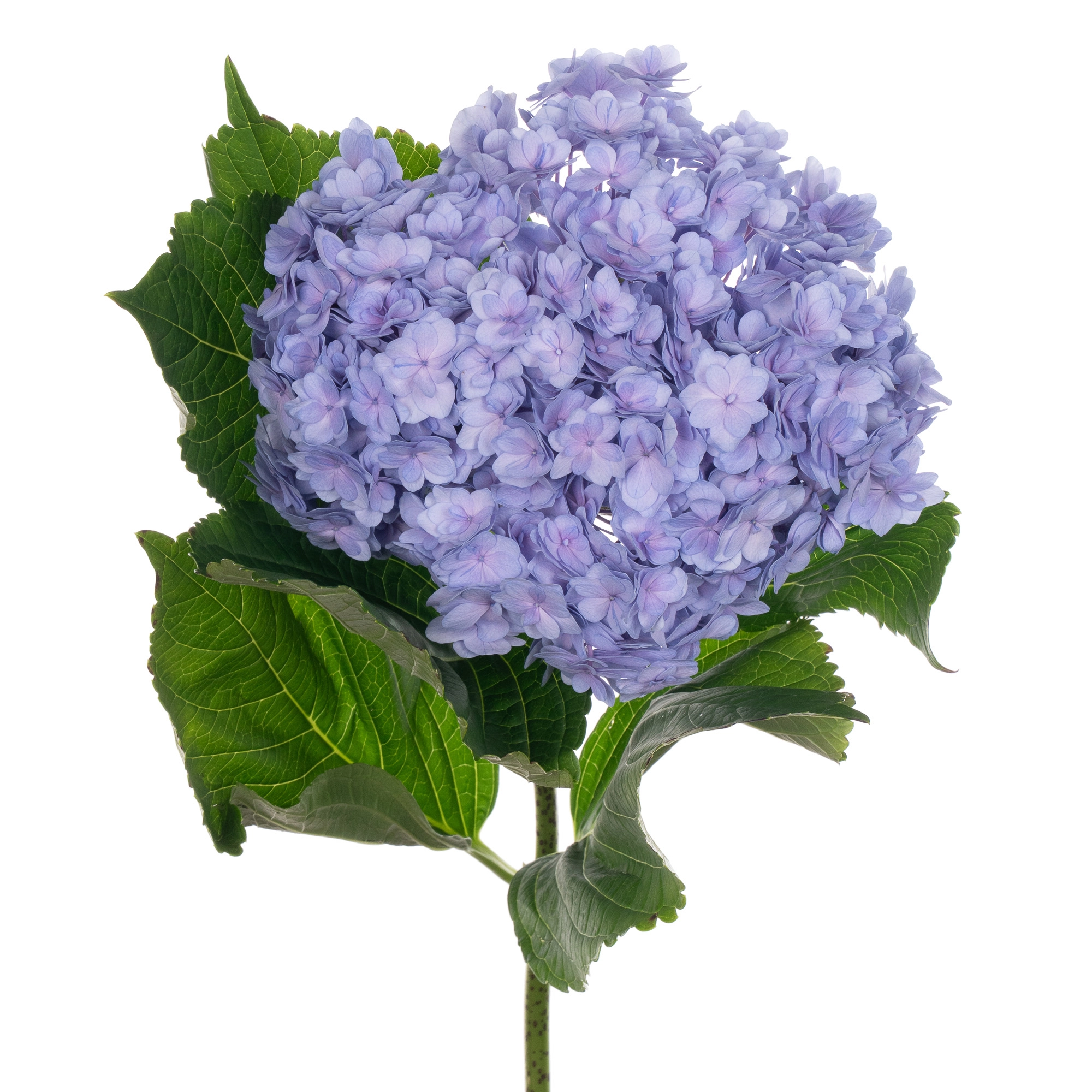 Hydrangea beautensia luxor blue