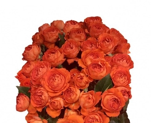 Rose spray summer rosever