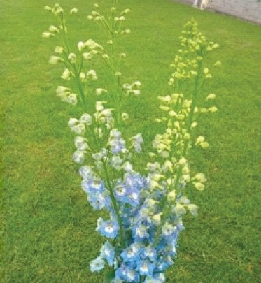 Delphinium sereno light blue