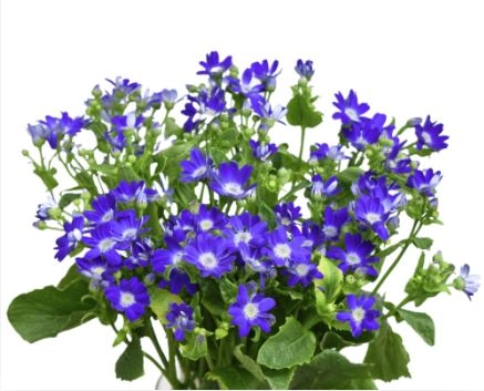 Cineraria blue | Wholesale flowers, plants and supplies Cineraria blue