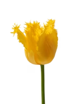 Tulip fringed zofia