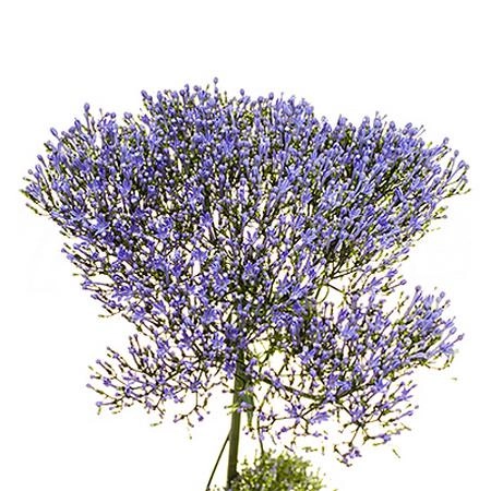 Trachelium blue lake michigan