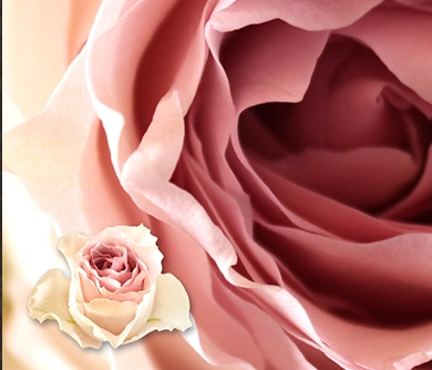 Rose remembrance | Wholesale flowers, plants and supplies Rose remembrance