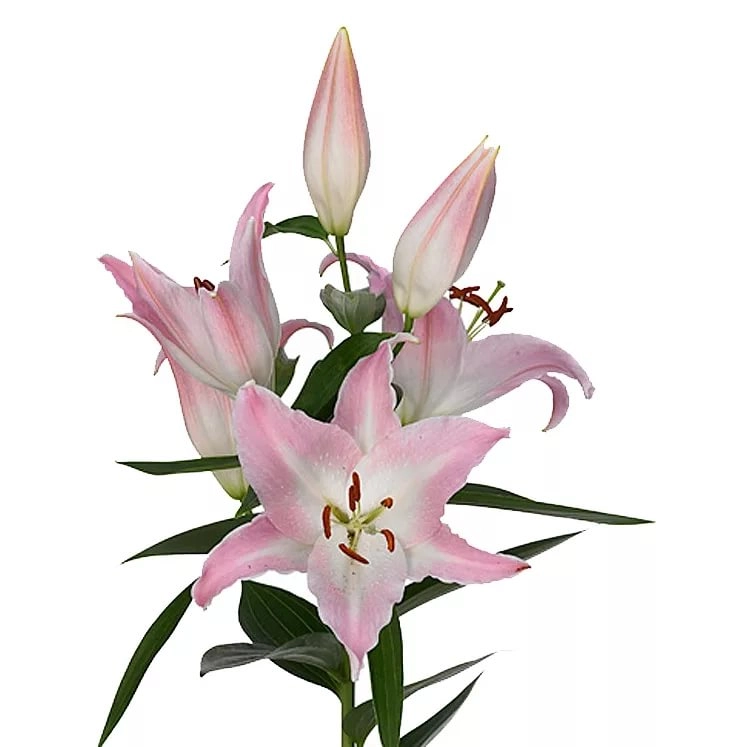 Lilium oriental willeke alberti