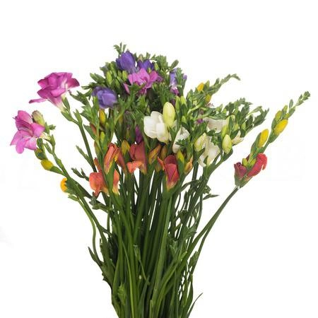 Freesia enkel mix