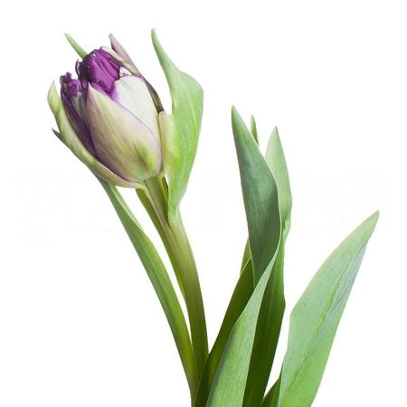 Tulip double purple piony