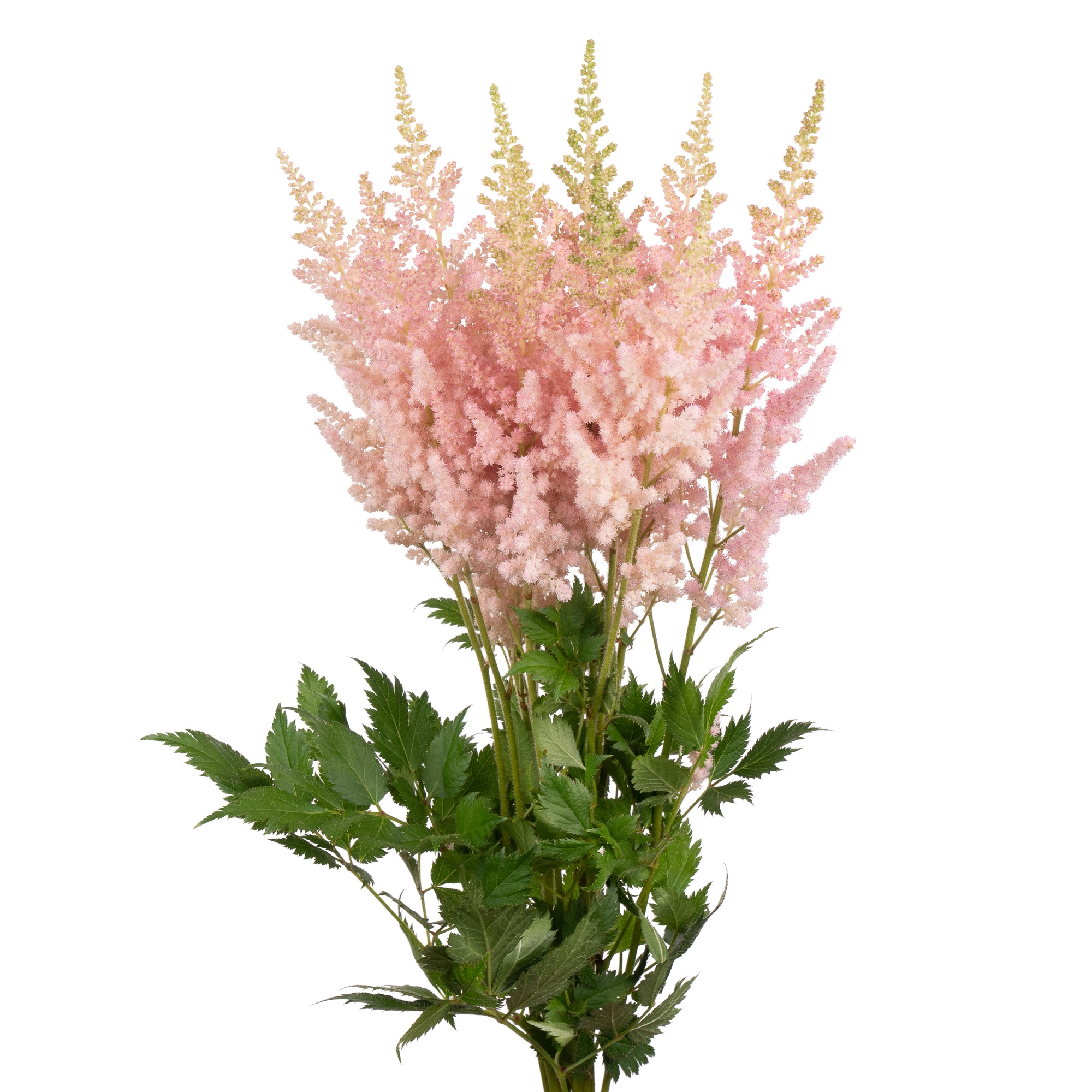 Astilbe vision inferno