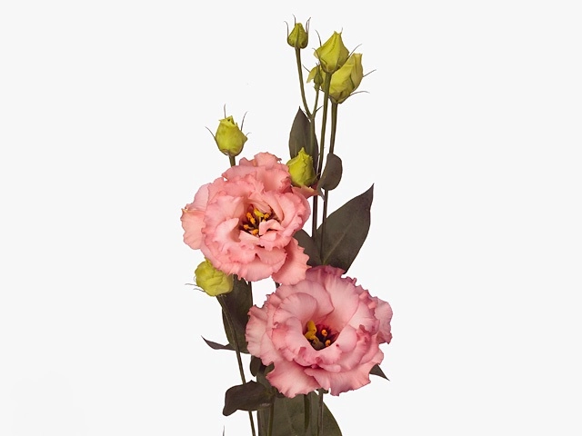 Eustoma double corelli apricot