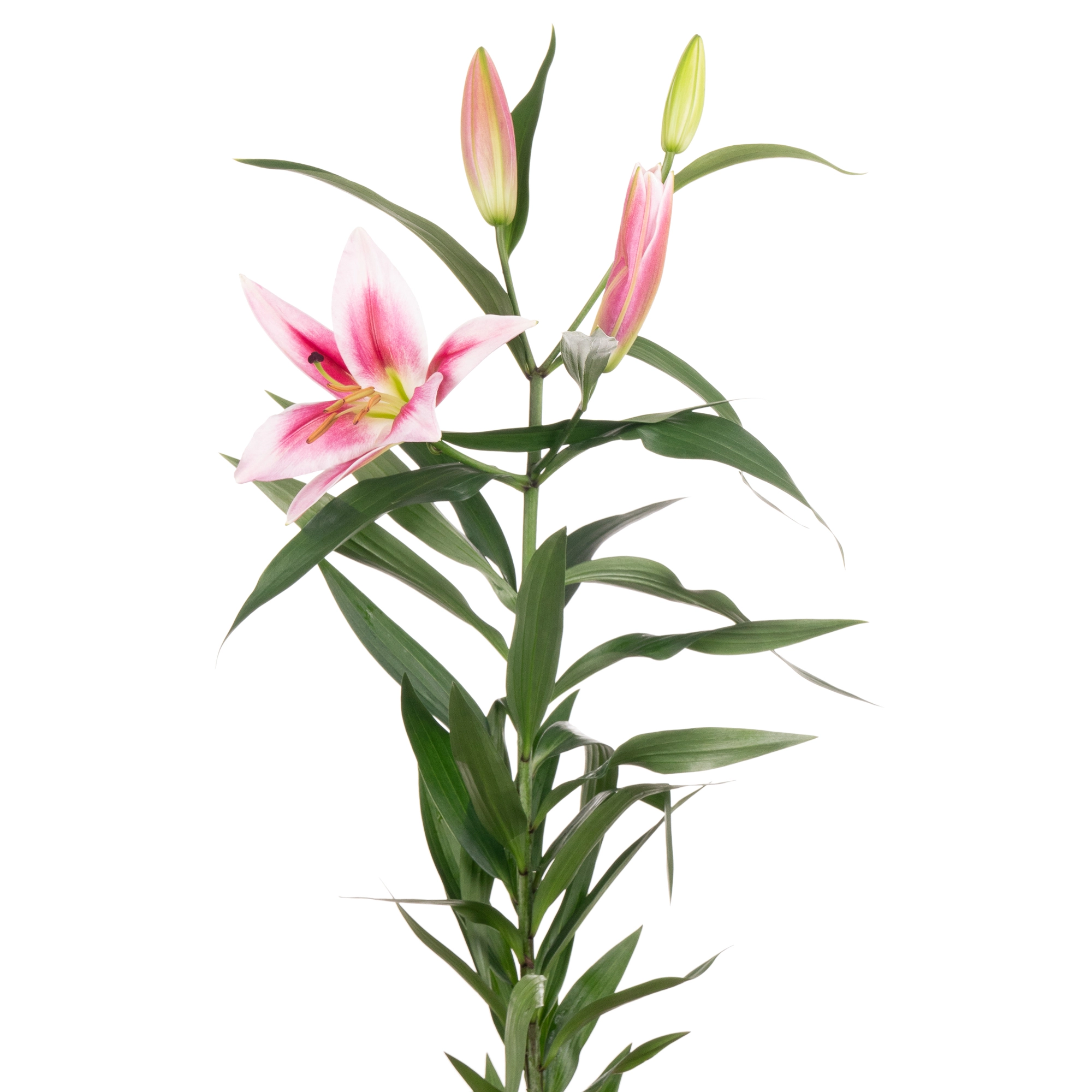 Lilium oriental dalian