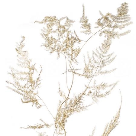 Blad Asparagus vrf gold