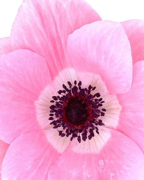 Anemone mistral plus rosea