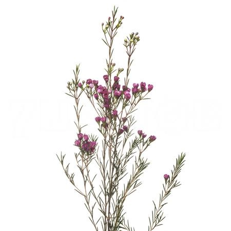 Chamelaucium purple