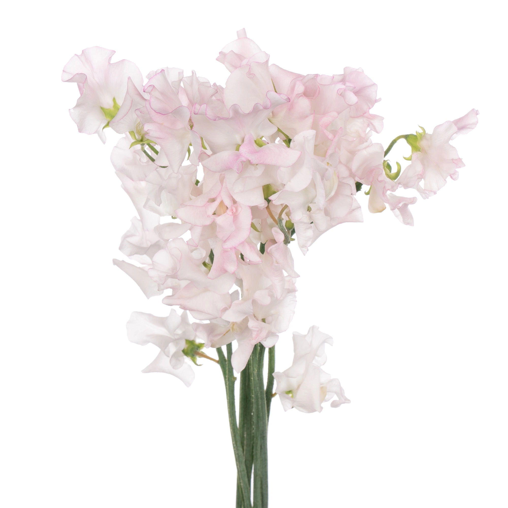 Lathyrus wedding