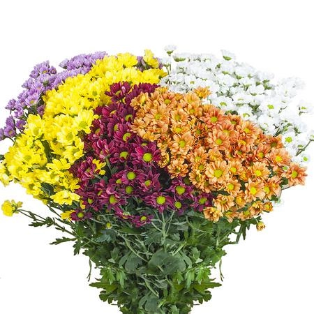 Chrysanthemum santini santini madiba mix in bunch (3 colours)