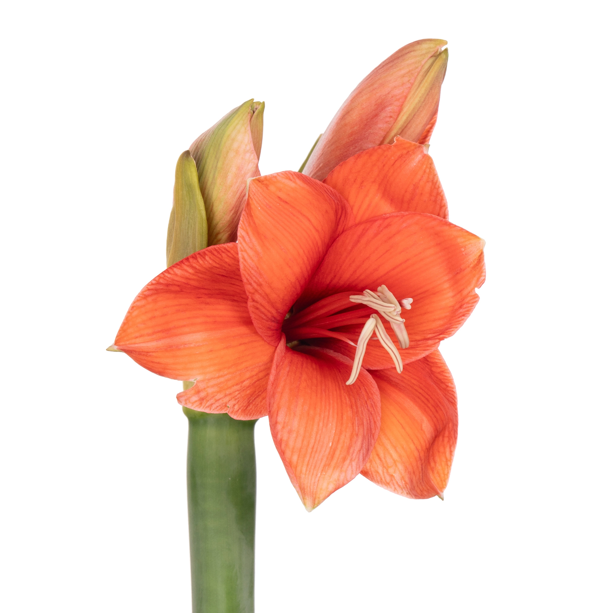 Hippeastrum desire