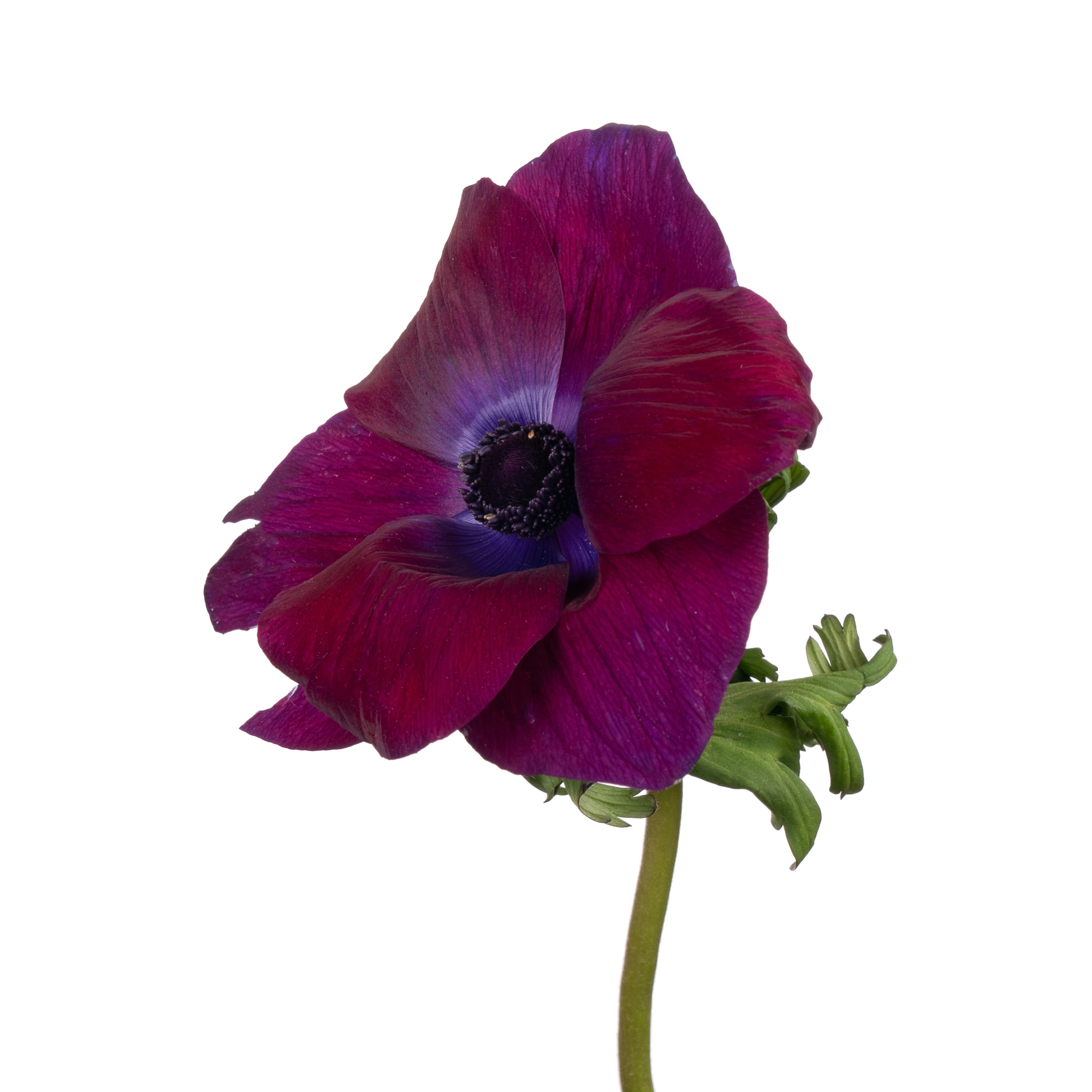 Anemone mistral plus grape