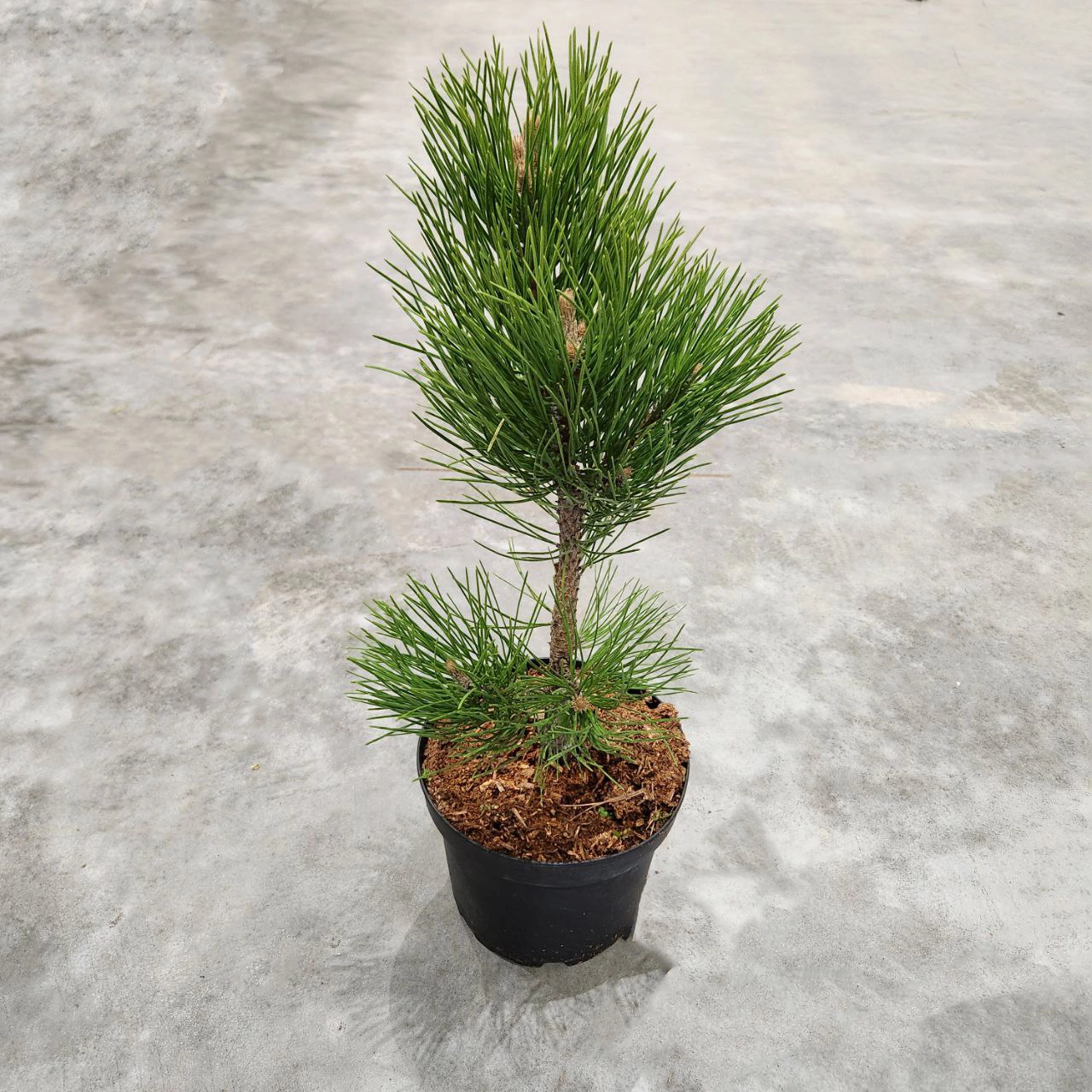 Cement pot Wheat