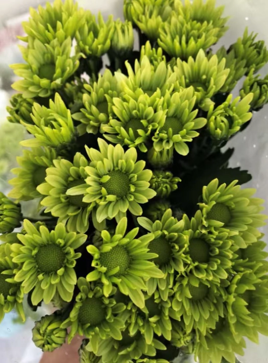 Chrysanthemum santini greenlizard