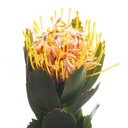 Leucospermum veldfire