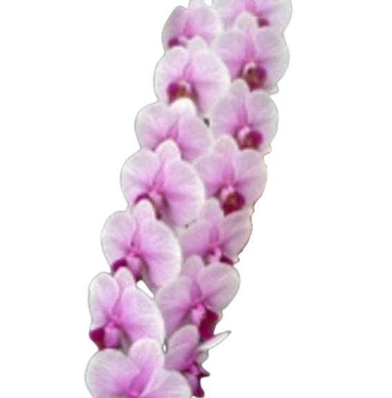 Phalaenopsis pink accent