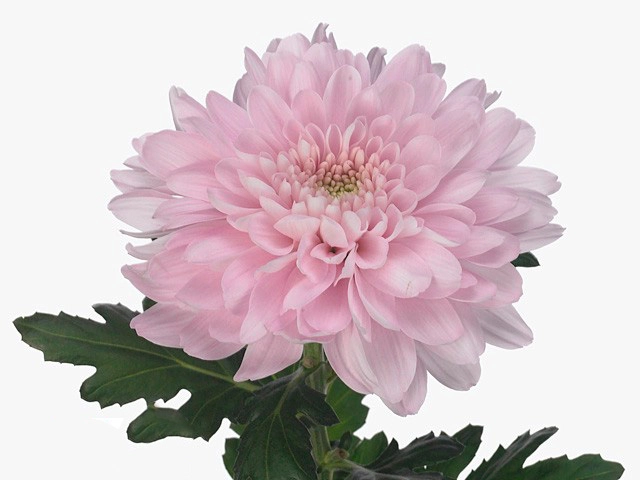 Chrysanthemum petruska