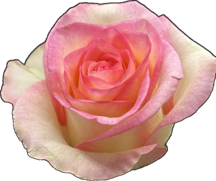 Rose sovereign