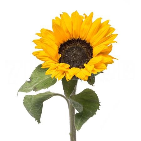 Helianthus big
