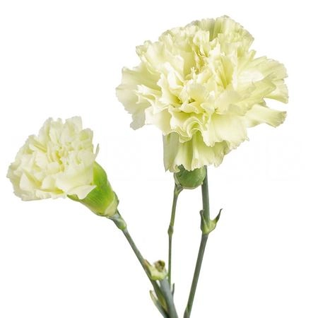 Carnation spray skadi
