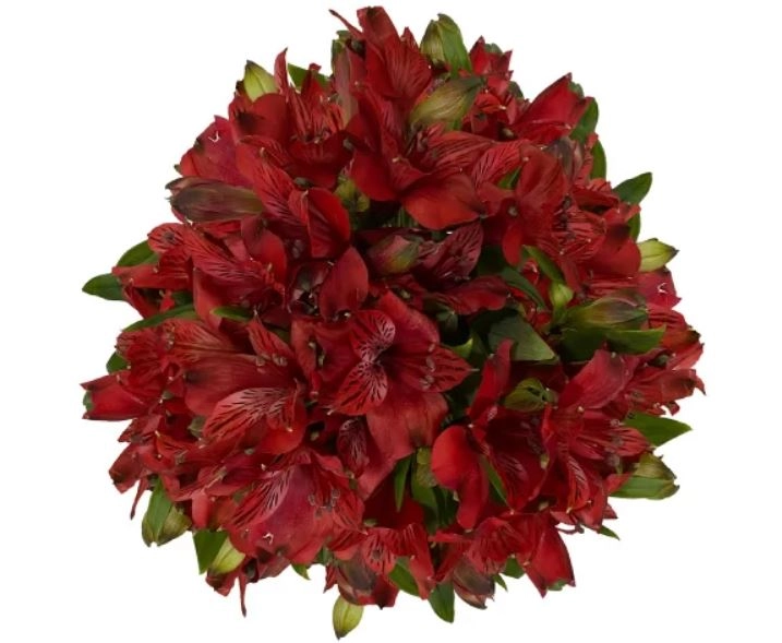 Alstroemeria hot red