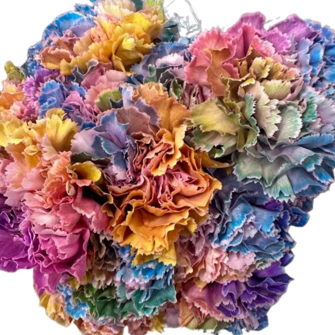 Carnation tinted ibiza | Wholesale flowers, plants and supplies Carnation tinted ibiza