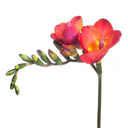 Freesia enkel red passion