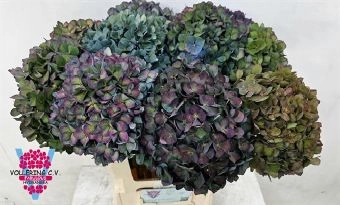 Hydrangea pimpernel classic | Wholesale flowers, plants and supplies Hydrangea pimpernel classic