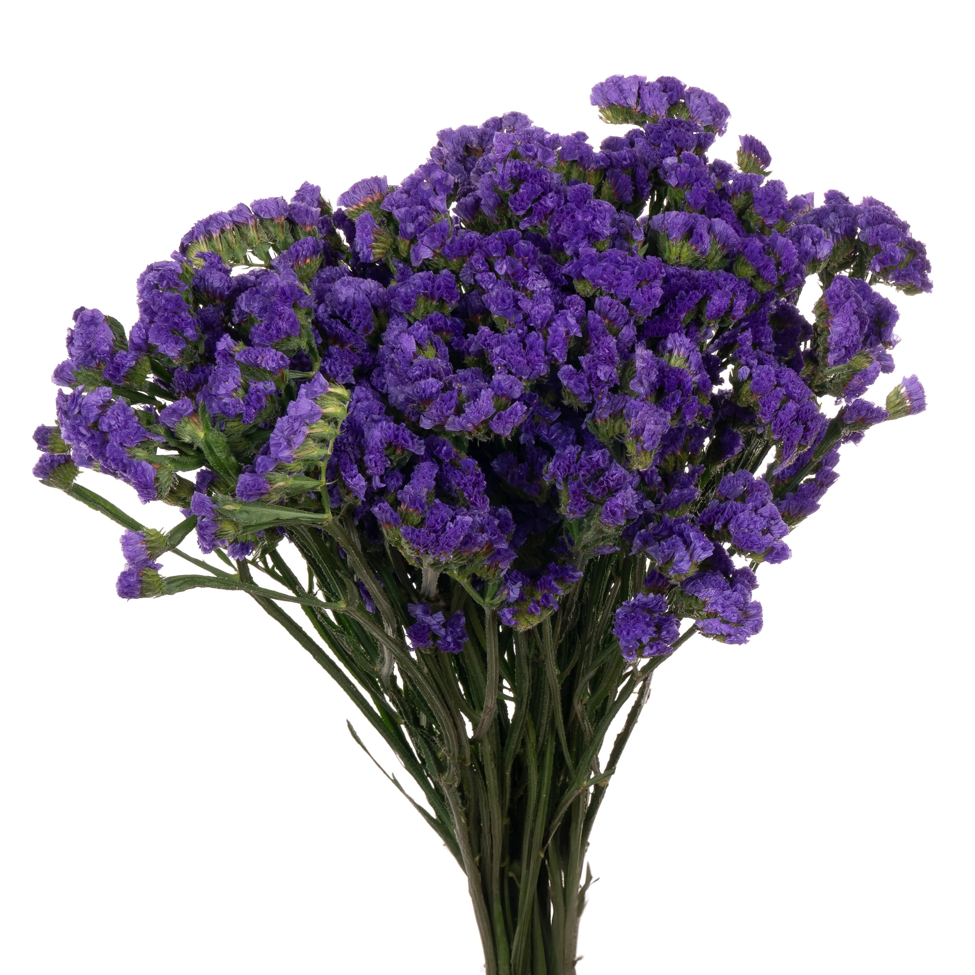 Statice blue | Wholesale flowers, plants and supplies Statice blue